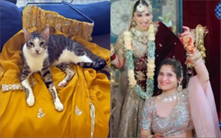 'Bigg Boss 13' contestant Arti Singh's cat lords over her wedding prep