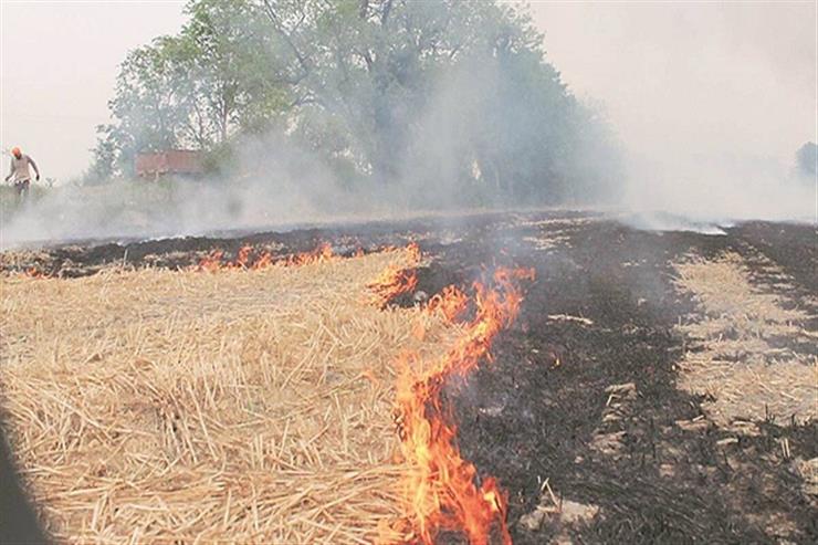 Nasa Report Haryana Sees Sharp Dip In Stubble Burning As Punjab Struggles