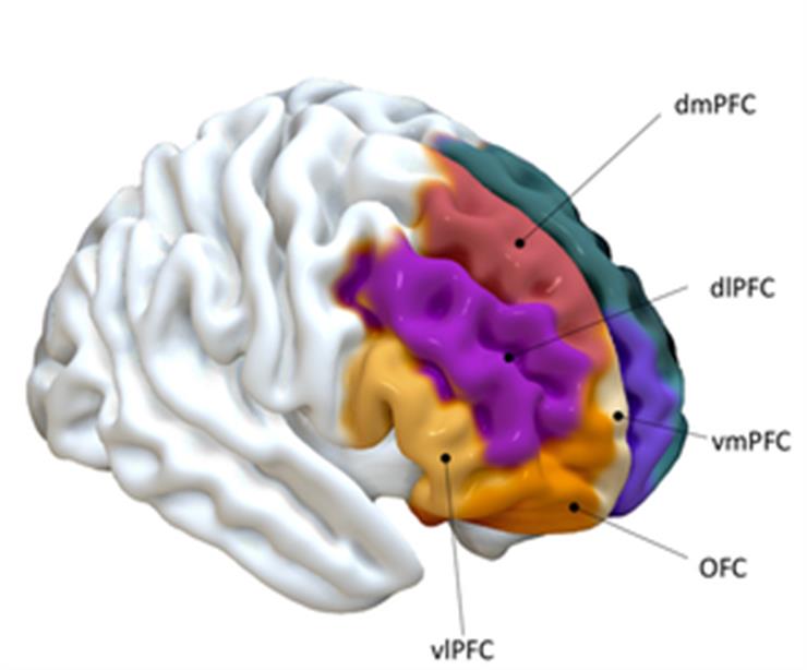 Study discovers brain region linked to ‘prosocial’ behaviour
