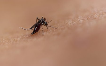 Dengue cases rise in Sri Lanka amid monsoon risk: health officials