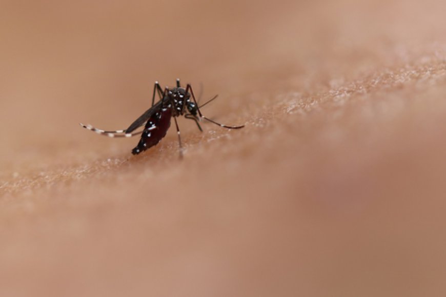 Dengue cases rise in Sri Lanka amid monsoon risk: health officials