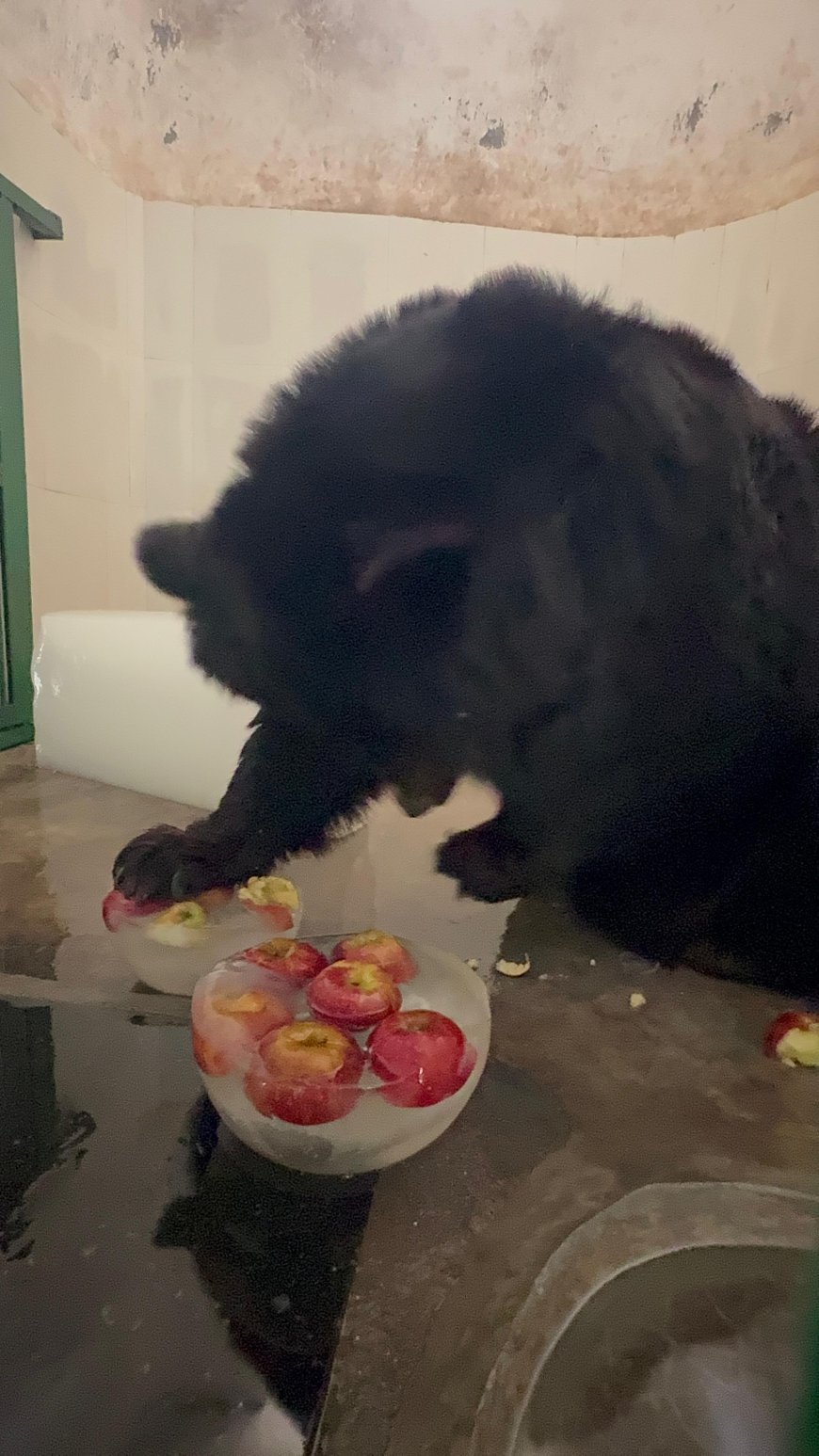 Beating the Heat: Chhatbir Zoo Rolls Out Cool Summer Menu for Animals: Lal Chand Kataruchak