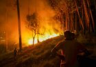 Maha govt crackdown on Konkan forest fires, Jalgaon's fake crop insurance fraudsters