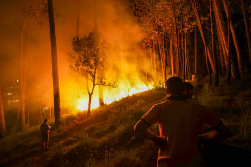 Maha govt crackdown on Konkan forest fires, Jalgaon's fake crop insurance fraudsters