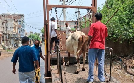 Municipal Corporation Amritsar launches major enforcement drive against three unauthorized dairies in Mohkampura