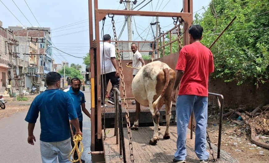 Municipal Corporation Amritsar launches major enforcement drive against three unauthorized dairies in Mohkampura