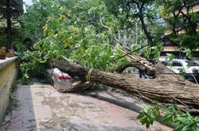 Himachal court summons top officials over illegal felling of trees