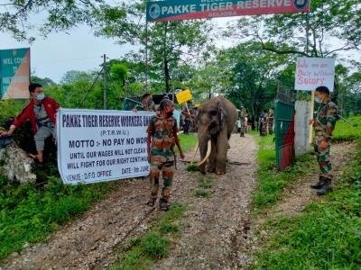 Not paid for 6 months, staff at Arunachal tiger reserve begin indefinite strike