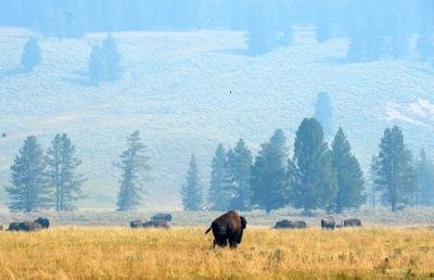 Need to strengthen pandemic prevention: Wildlife Conservation Society