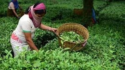 GI Tag for European Union for Kangra Tea likely to be awarded soon