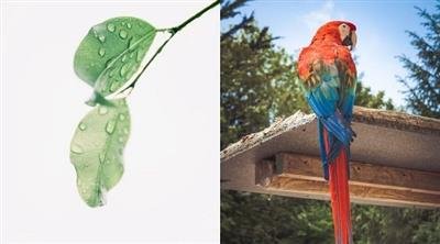 Which is Better; Botany or Zoology?