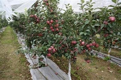 Women farmers in Himachal launch company for marketing chemical-free produce