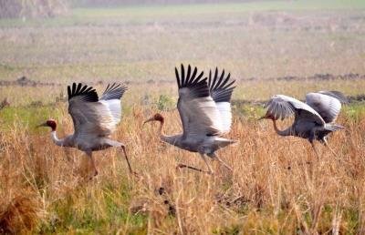 Mining threatens Swan river, Punjab's Sarus crane habitat