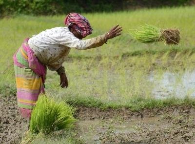 Samba paddy farmers in TN worried in the want of loans