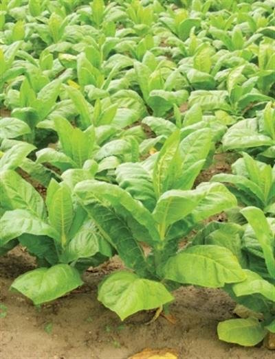 CSIR-CIMAP study lowers nicotine content in Tobacco plant