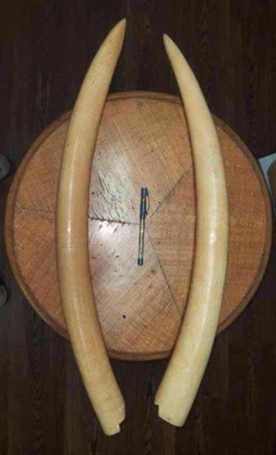 Seven held with 4 kg elephant tusks worth Rs 7.19 crore