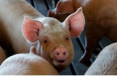 Scientists inch closer to develop long-lasting swine flu vax
