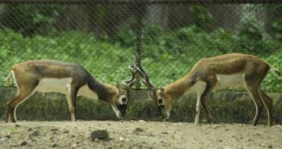 187 acres will be transferred for black buck habitat in Fatehabad: Haryana minister