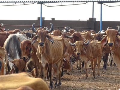 VHP wants dedicated police team to check cow slaughter in UP