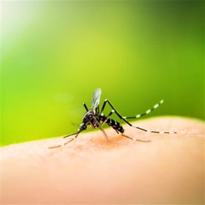 Sri Lanka reports over 38,000 dengue cases in 2024