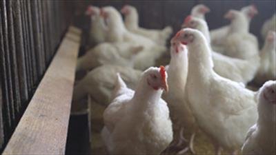 K’taka takes steps to contain bird flu outbreak in district, orders poultry culling in farm