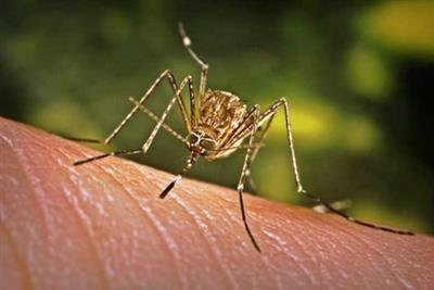 Dengue fever cases surge in Southern Vietnam