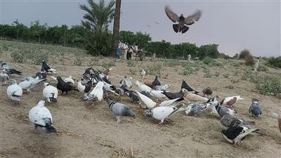 Over Thirty Illegal Pigeon—Kabutarbaazi—Race Events Stopped in Punjab, Haryana and Chandigarh After PETA India Complaints