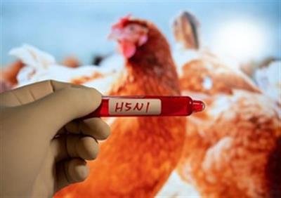 Cambodia reports 14th human case of H5N1 bird flu in 2025