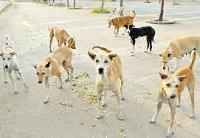 National Rabies Control Programme strengthening surveillance of dog bites in all states