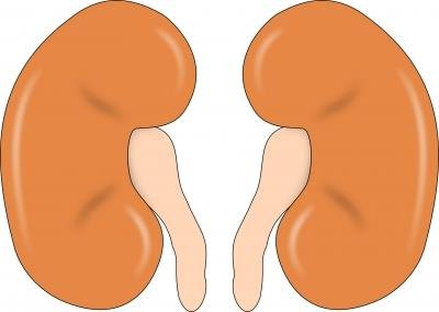 Madras HC quashes denial of kidney transplant over 'proof of friendship'