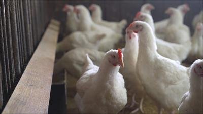 US confirms highly pathogenic avian flu in Nebraska dairy herd