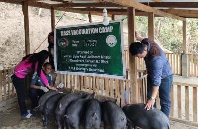 African swine fever outbreak in Mizoram: Over 9,380 pigs dead, 3,690 culled in seven months