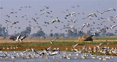 Migratory birds arrive in thousands as Kashmir prepares to host them for winter months