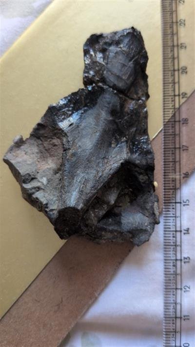 45-Million-year-old snakehead fish skull unearthed in Subathu Formation — A Landmark Discovery for Tethys Fossil Museum