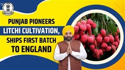 Punjab overtakes UP-Uttarakhand to become litchi hub: Bhagwant Mann government opens export route, farmers’ profit increases 5 times
