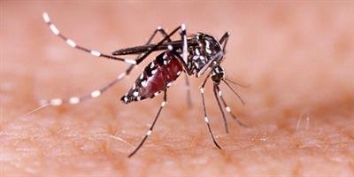 Dengue cases in Manipur mount to 5,502 despite declining outbreak intensity