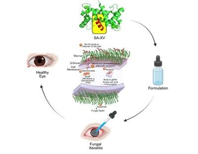 Indian researchers develop new peptide therapy to treat eye infections