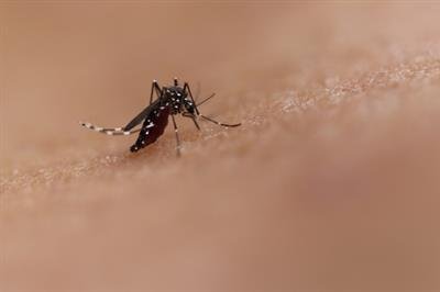 Chikungunya cases rise in southern TN, govt issues alert