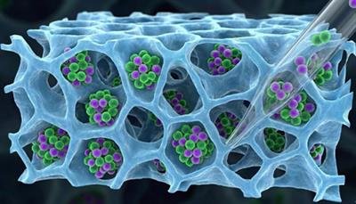 IIT Bombay develops method to recover T-cells for cancer therapies