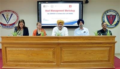 Vet Varsity organizes International Workshop on Hoof Management