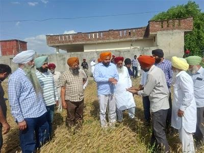 Crops Destroyed by Heavy Rain and Hailstorm, MP Gurjeet Singh Aujla Visits Affected Areas, Seeks Compensation from Chief Minister